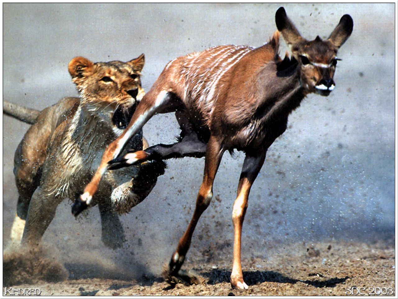 lion and deer preadator and prey