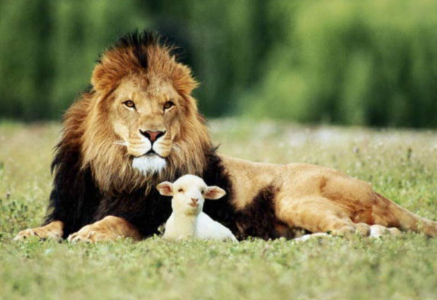 lion and lamb